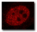 Immunofluorescence of RXR in 3T3_l1 cells