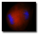 hMADS-deviding-RNA-POL-II-H5-m-FITC-RNA-POL-II-sc899-rb-TexasRed