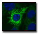 Avidin-binding proteins in 3T3-L1 adipocytes
