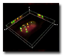 3D combinatorial DNA fluorescence in situ hybridization (FISH) with 7 different probes
